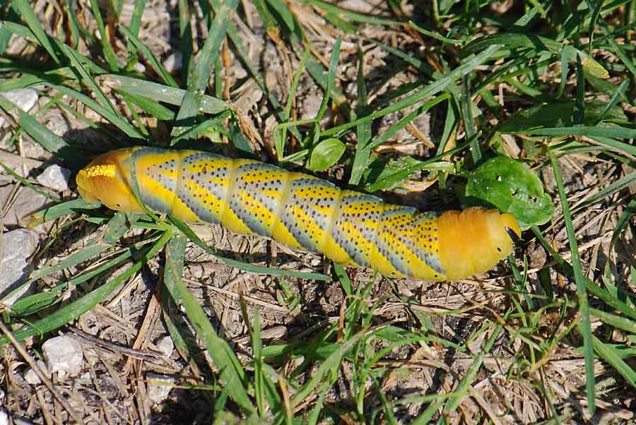 Bruco Acherontia atropos (sfinge testa di morto)